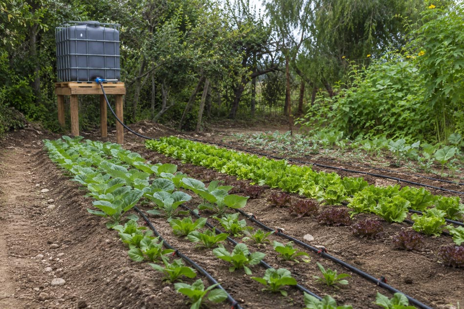 آبیاری قطره ای بدون پمپ
